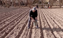 Кишти картошкаи тирамоҳӣ дар деҳаи Жаки Ҷамоати деҳоти Нулванд